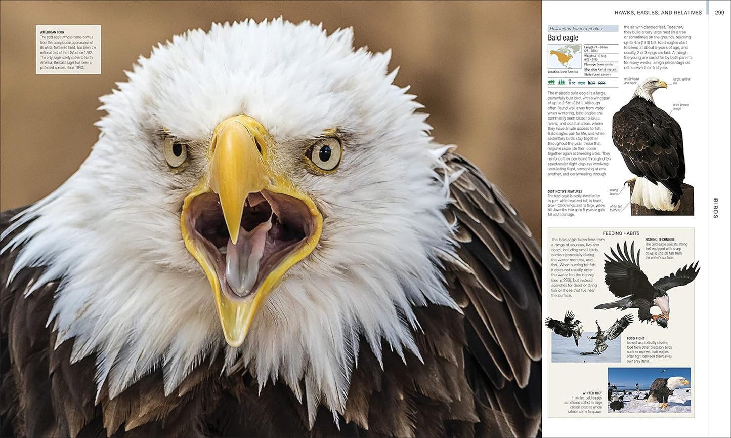 Animal: The Definitive Visual Guide - DK Definitive Visual Encyclopedias (Hardback)