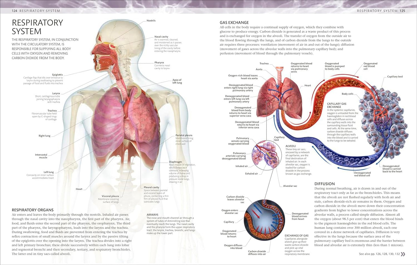 The Human Body Colouring Book: The Ultimate Anatomy Study Guide - DK Human Body Guides (Paperback)