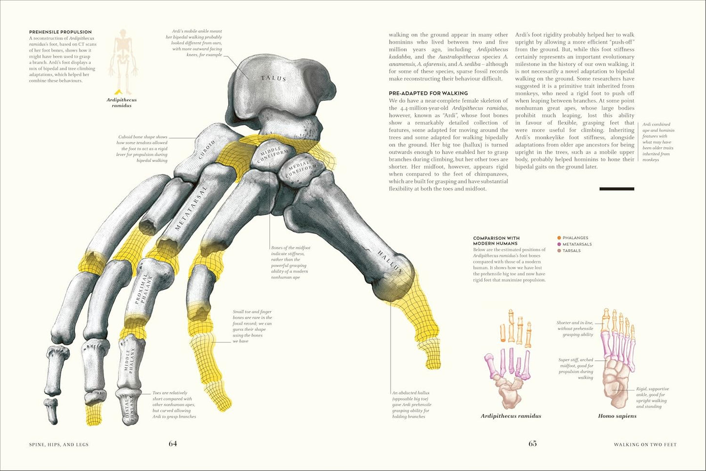 Humans: The Evolution of a Species (Hardback)
