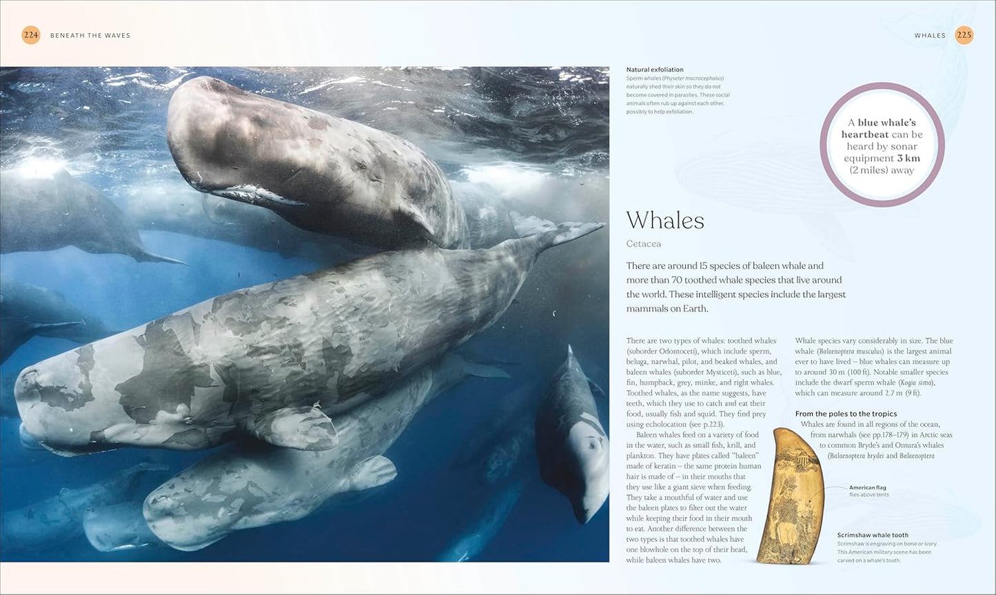 The Ocean Book: The Stories, Science, and History of Oceans - DK Nature Books (Hardback)