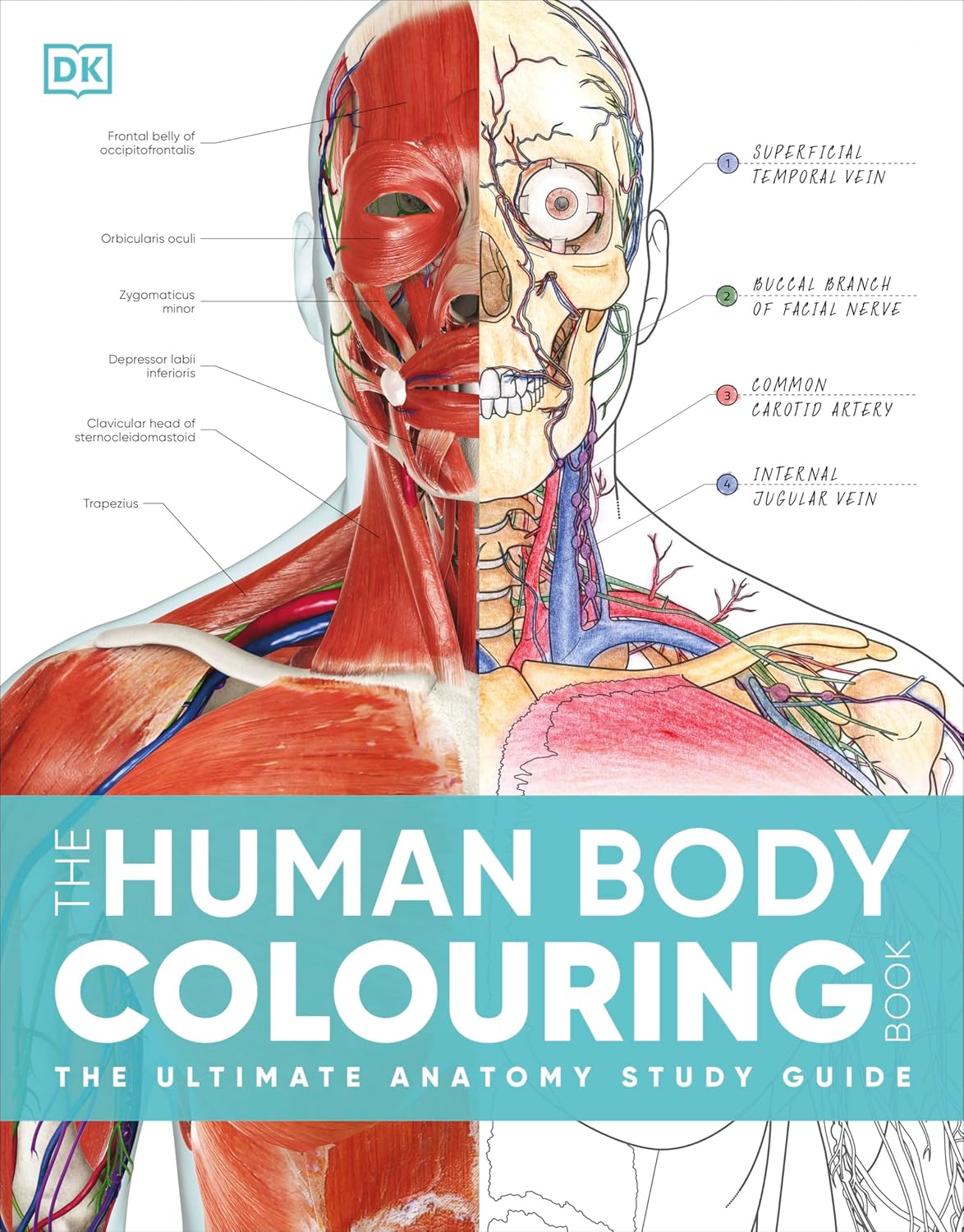 The Human Body Colouring Book: The Ultimate Anatomy Study Guide - DK Human Body Guides (Paperback)