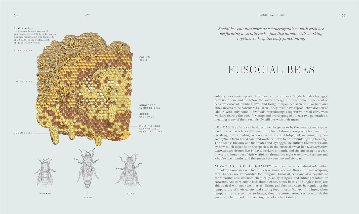 RES Insects: Discover the Science and Secrets Behind the World of Insects - Science and Secrets of Natural History (Hardback)
