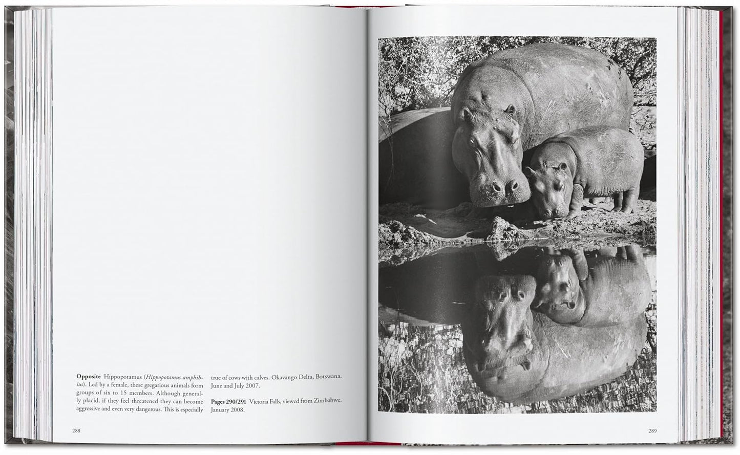 Sebastião Salgado. Genesis. 45th Ed. - 45th Edition (Hardback)