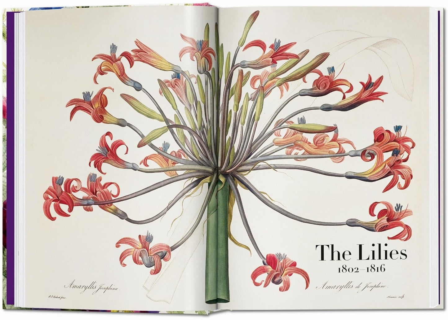 Redouté. The Book of Flowers. 45th Ed. - 45th Edition (Hardback)