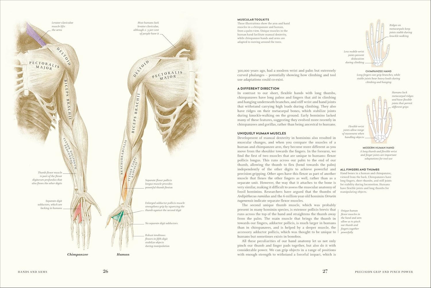 Humans: The Evolution of a Species (Hardback)