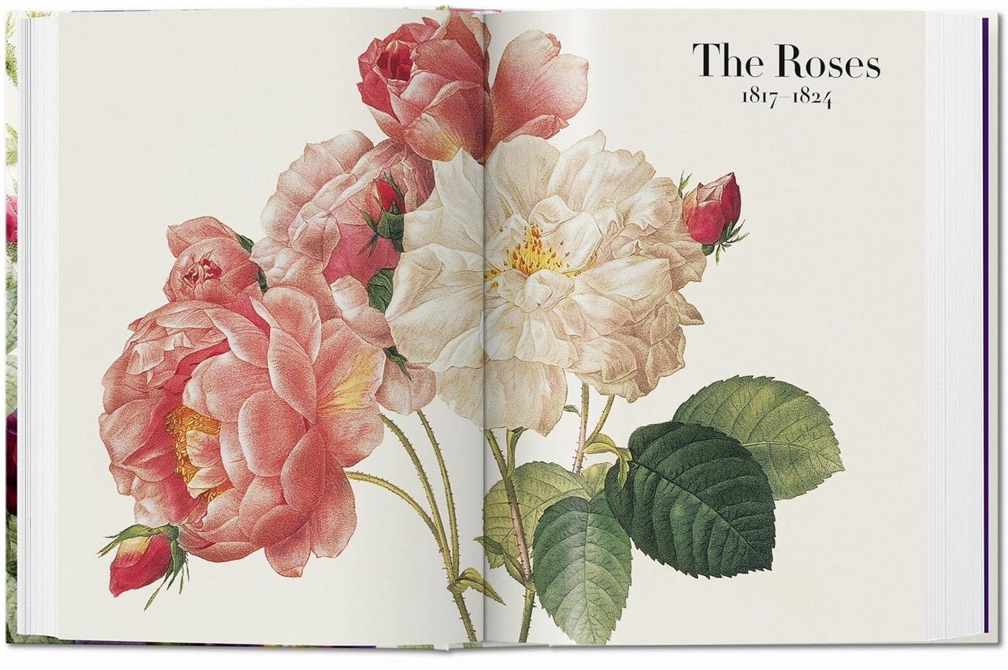 Redouté. The Book of Flowers. 45th Ed. - 45th Edition (Hardback)