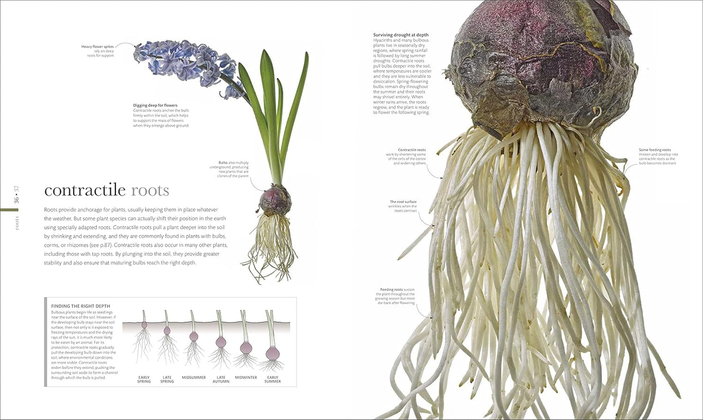 The Science of Plants: Inside their Secret World - DK Secret World Encyclopedias (Hardback)