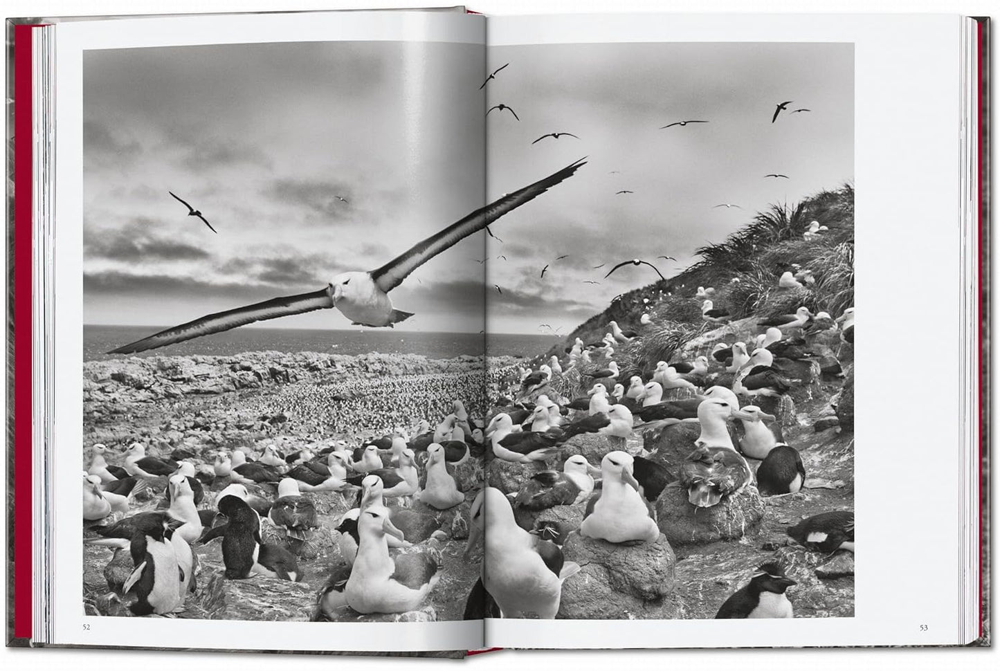 Sebastião Salgado. Genesis. 45th Ed. - 45th Edition (Hardback)