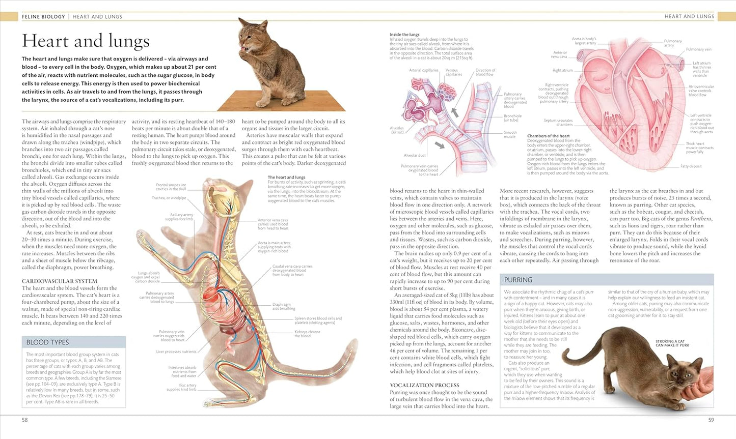 The Cat Encyclopedia: The Definitive Visual Guide - DK Pet Encyclopedias (Hardback)