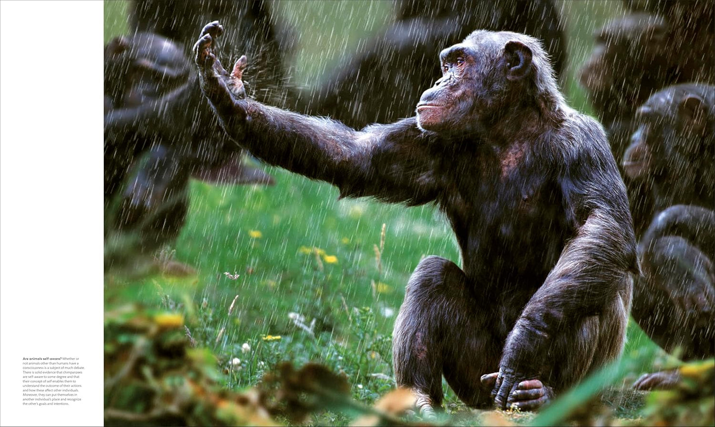 Animal Behaviour: Stories of Instinct, Intelligence and Adaptation - DK Definitive Visual Encyclopedias (Hardback)