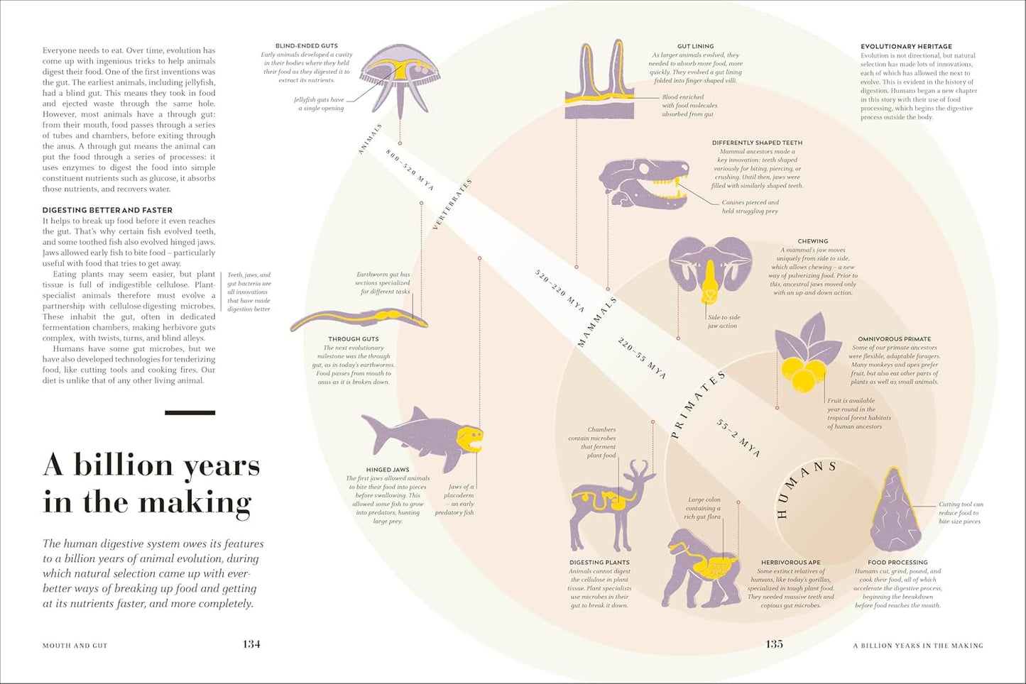 Humans: The Evolution of a Species (Hardback)