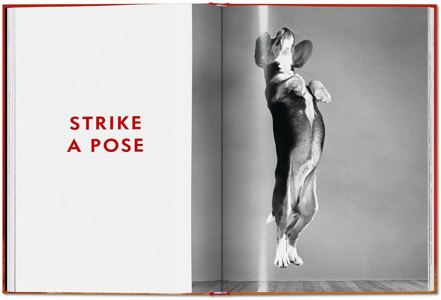 Walter Chandoha. Dogs. Photographs 1941–1991 (Hardback)