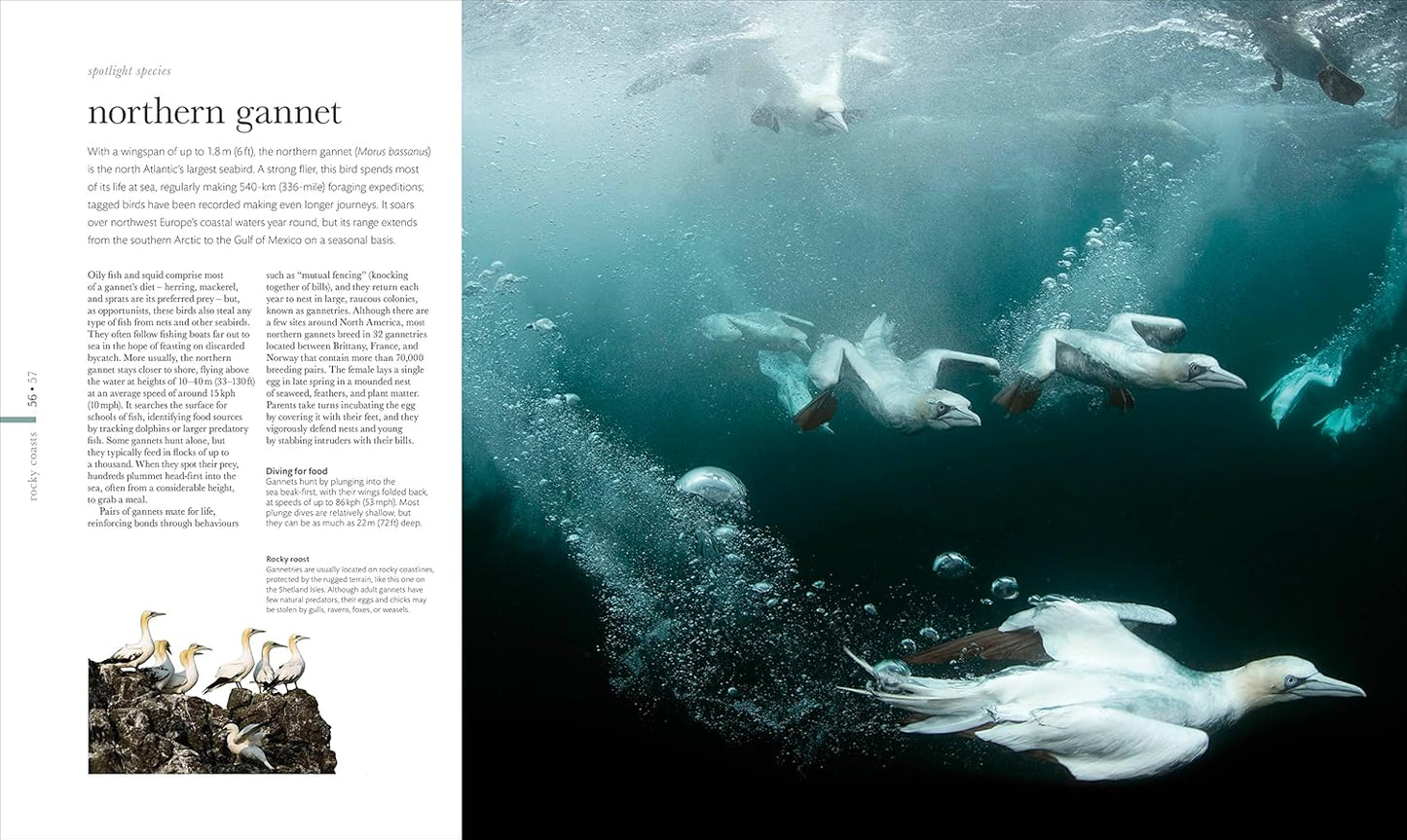 The Science of the Ocean: The Secrets of the Seas Revealed - DK Secret World Encyclopedias (Hardback)