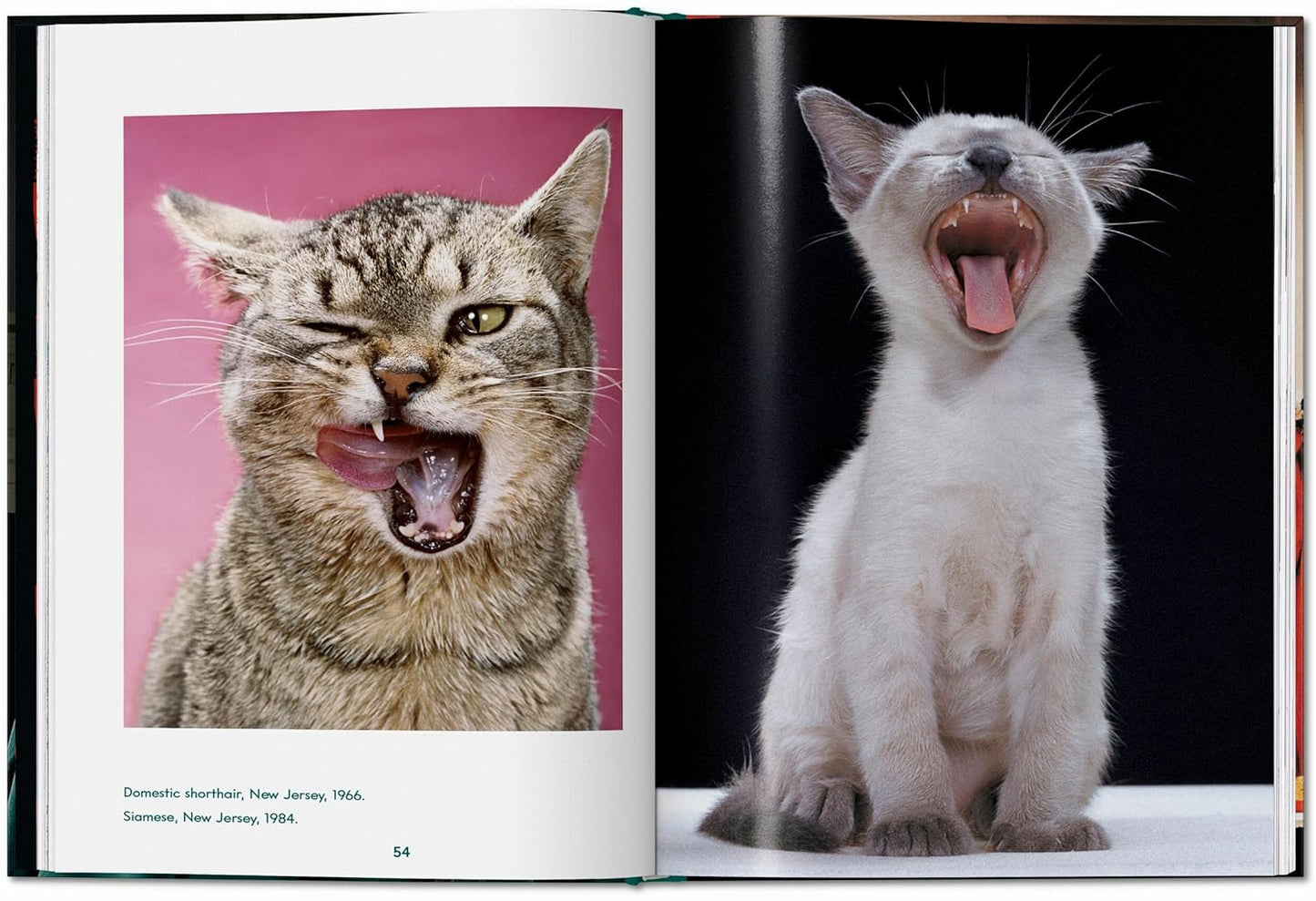 Walter Chandoha. Cats. Photographs 1942–2018 (Hardback)
