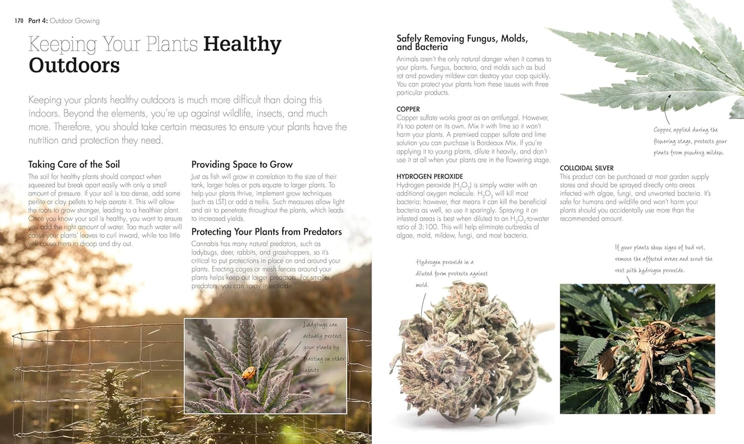 Cannabis: Everything You Need to Grow Marijuana Indoors and Outdoors (Paperback)
