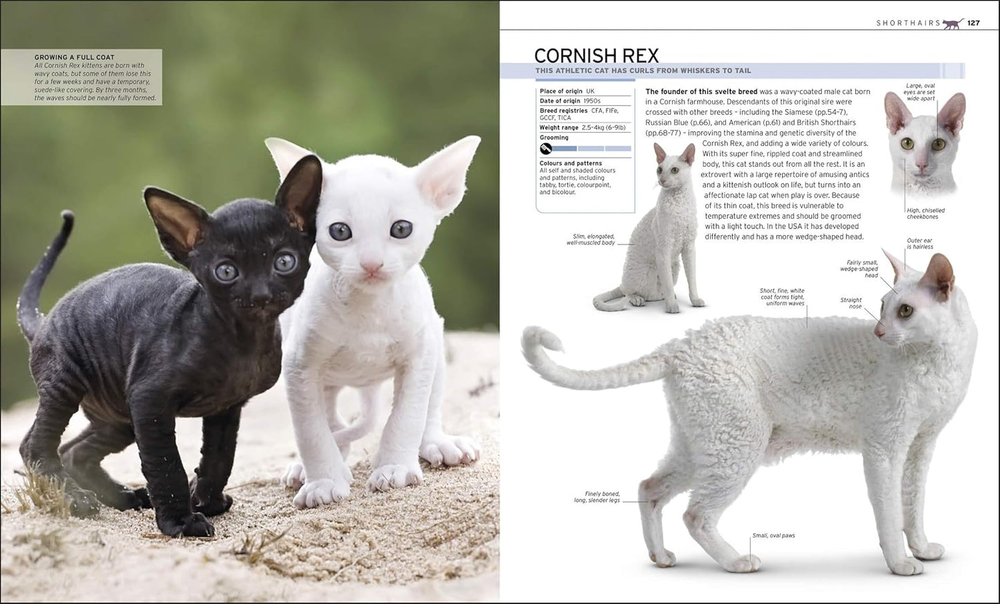 The Complete Cat Breed Book: Choose the Perfect Cat for You - DK Pet Breed Guides (Hardback)