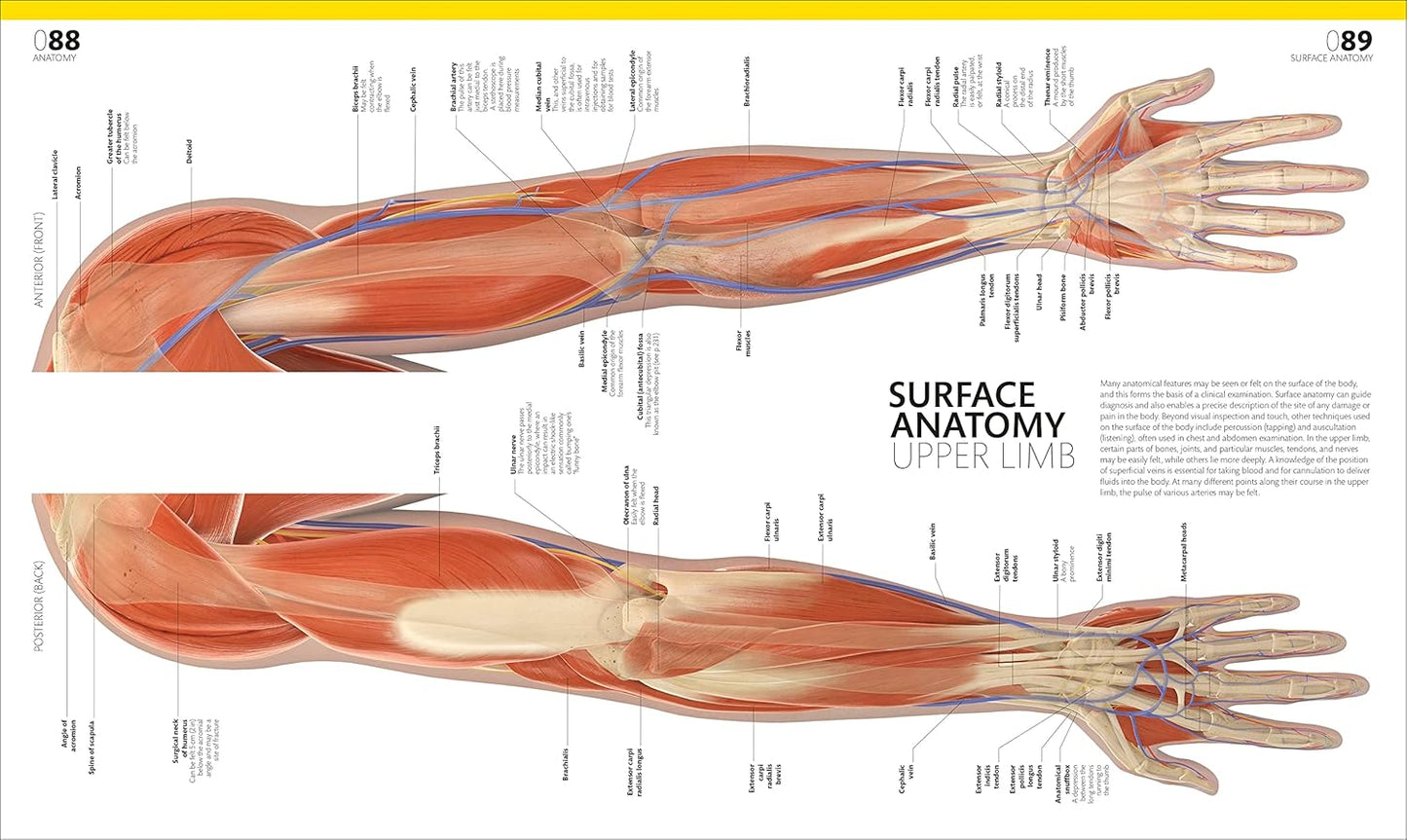The Complete Human Body: The Definitive Visual Guide - DK Human Body Guides (Hardback)