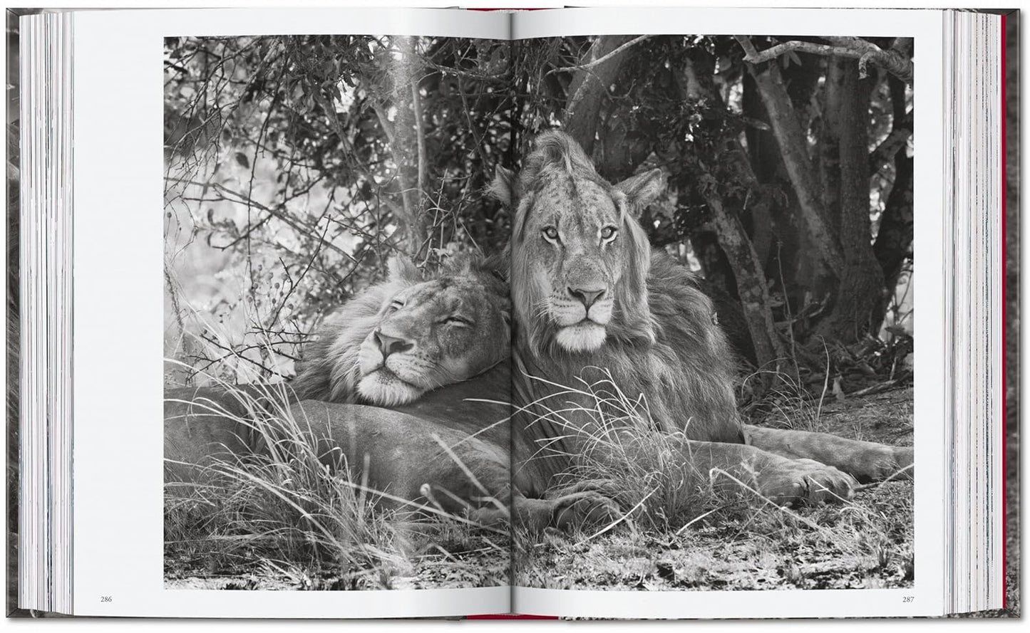 Sebastião Salgado. Genesis. 45th Ed. - 45th Edition (Hardback)