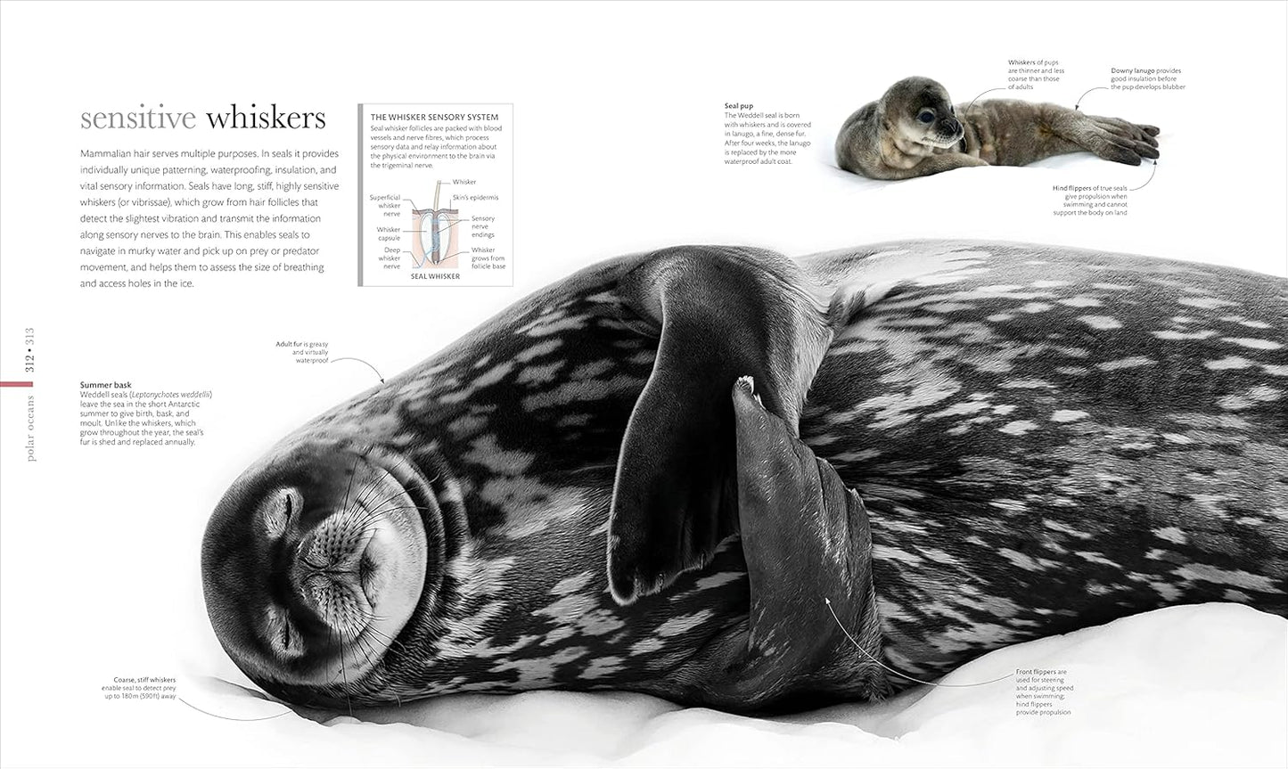 The Science of the Ocean: The Secrets of the Seas Revealed - DK Secret World Encyclopedias (Hardback)