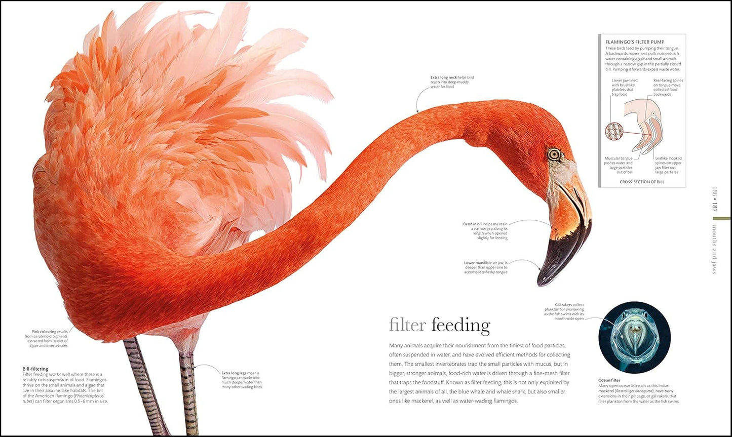 The Science of Animals: Inside their Secret World - DK Secret World Encyclopedias (Hardback)