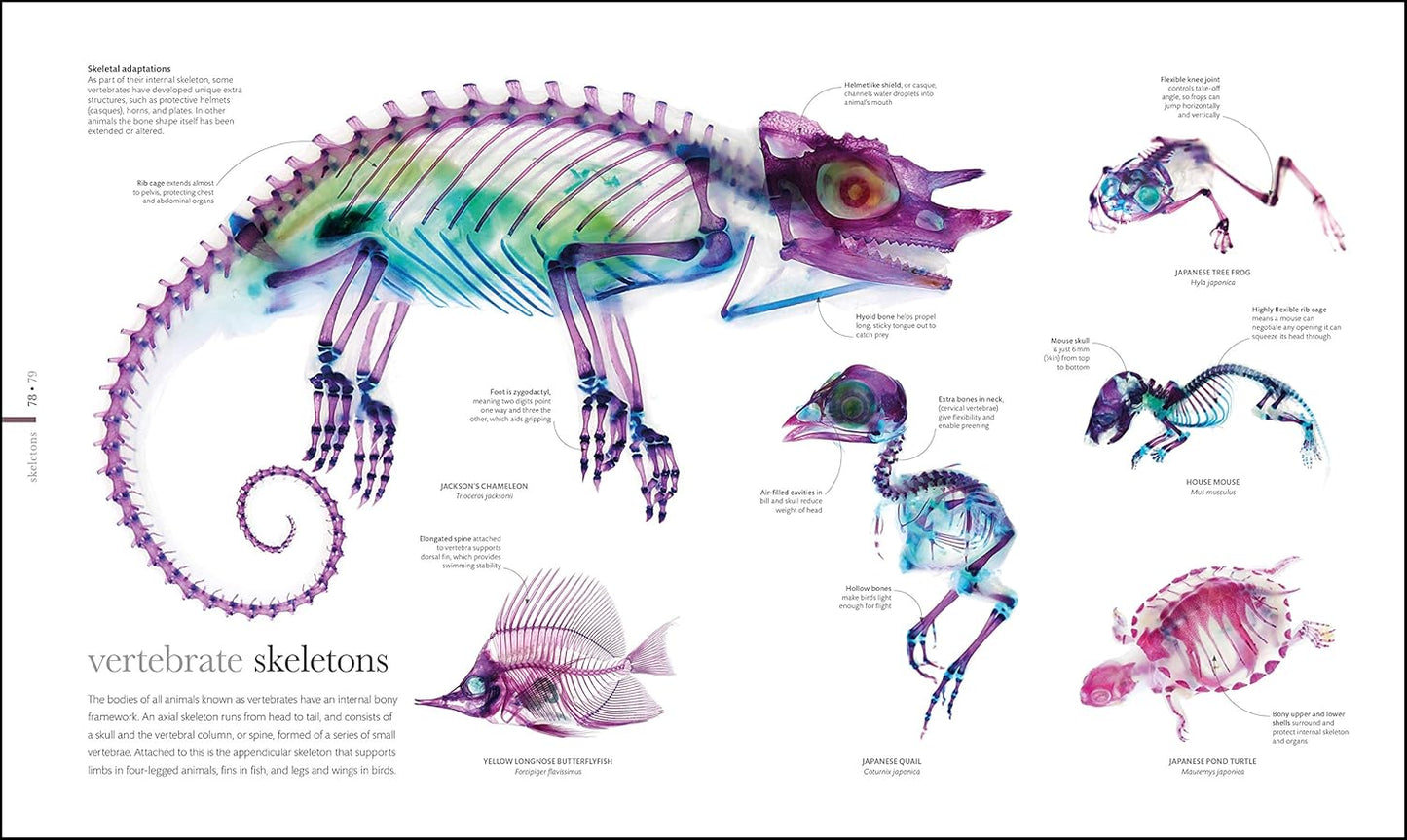 The Science of Animals: Inside their Secret World - DK Secret World Encyclopedias (Hardback)
