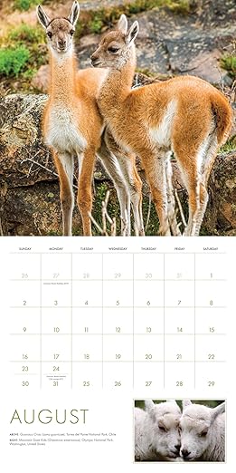2026 Baby Animals Wall Calendar: Art Wolfe's Wild Lives