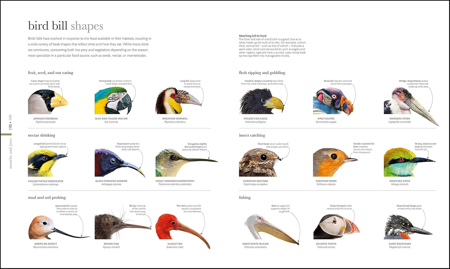 The Science of Animals: Inside their Secret World - DK Secret World Encyclopedias (Hardback)