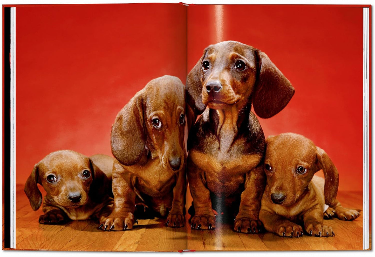 Walter Chandoha. Dogs. Photographs 1941–1991 (Hardback)