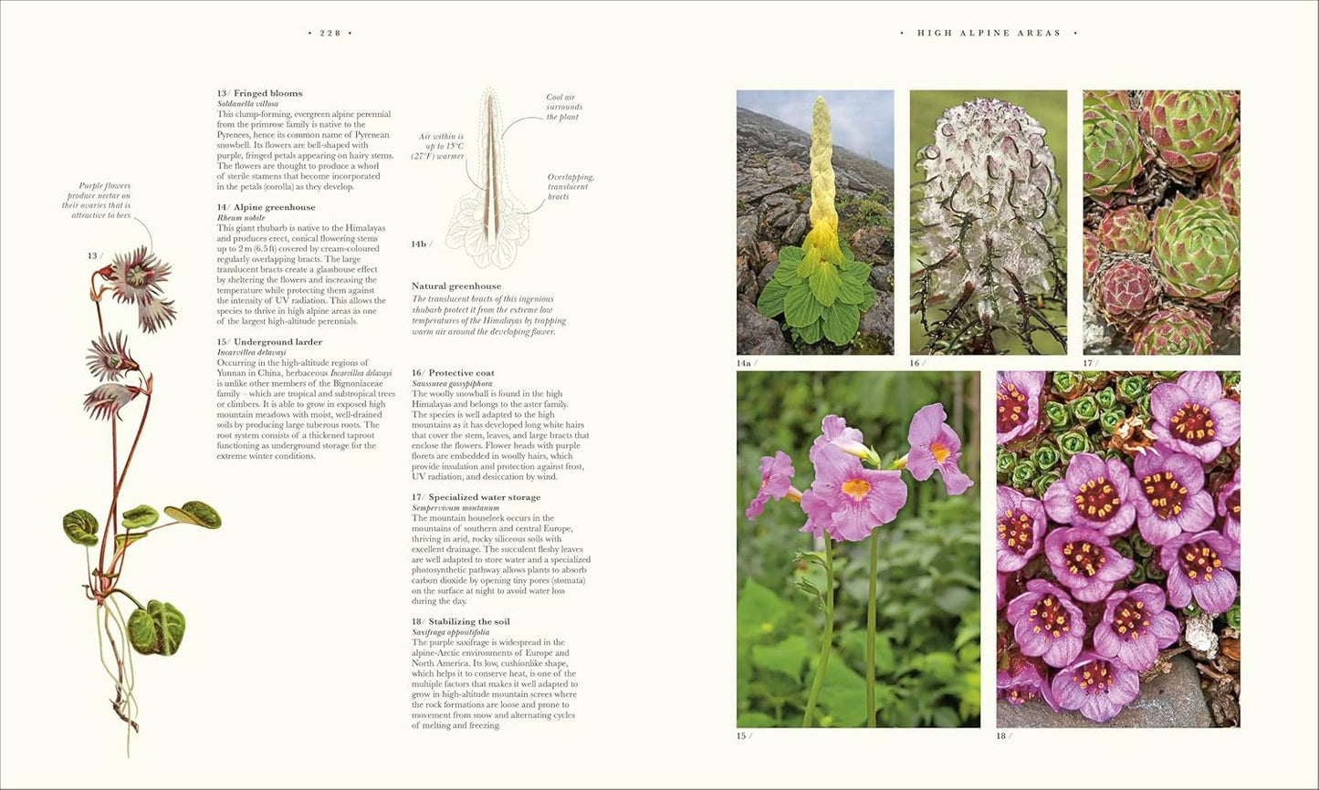 Atlas of Botany: An Exploration of Plants Across Time and Around the World (Hardback)