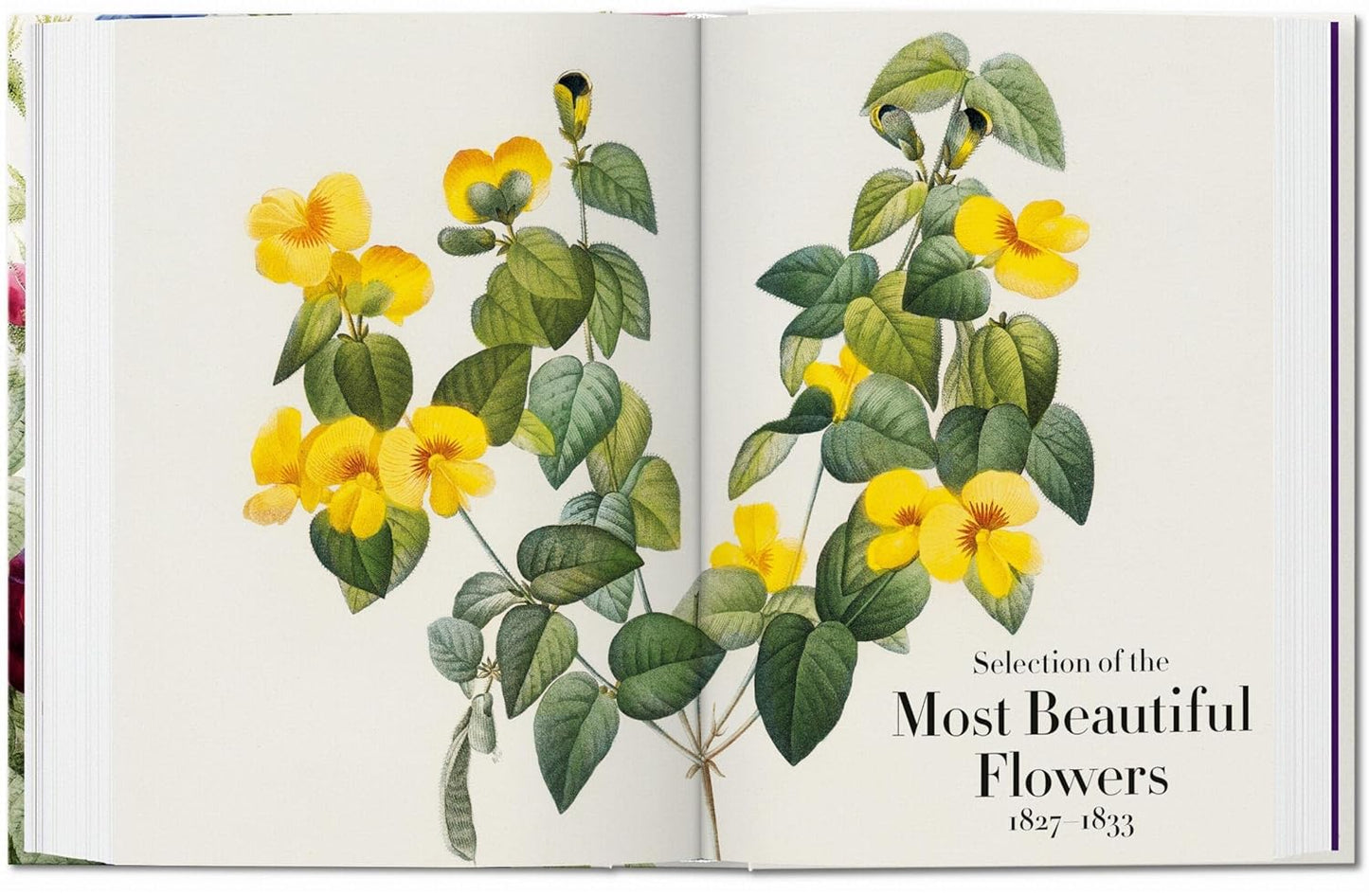 Redouté. The Book of Flowers. 45th Ed. - 45th Edition (Hardback)