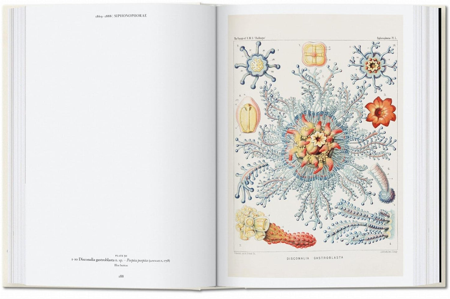 The Art and Science of Ernst Haeckel. 45th Ed. - 45th Edition (Hardback)