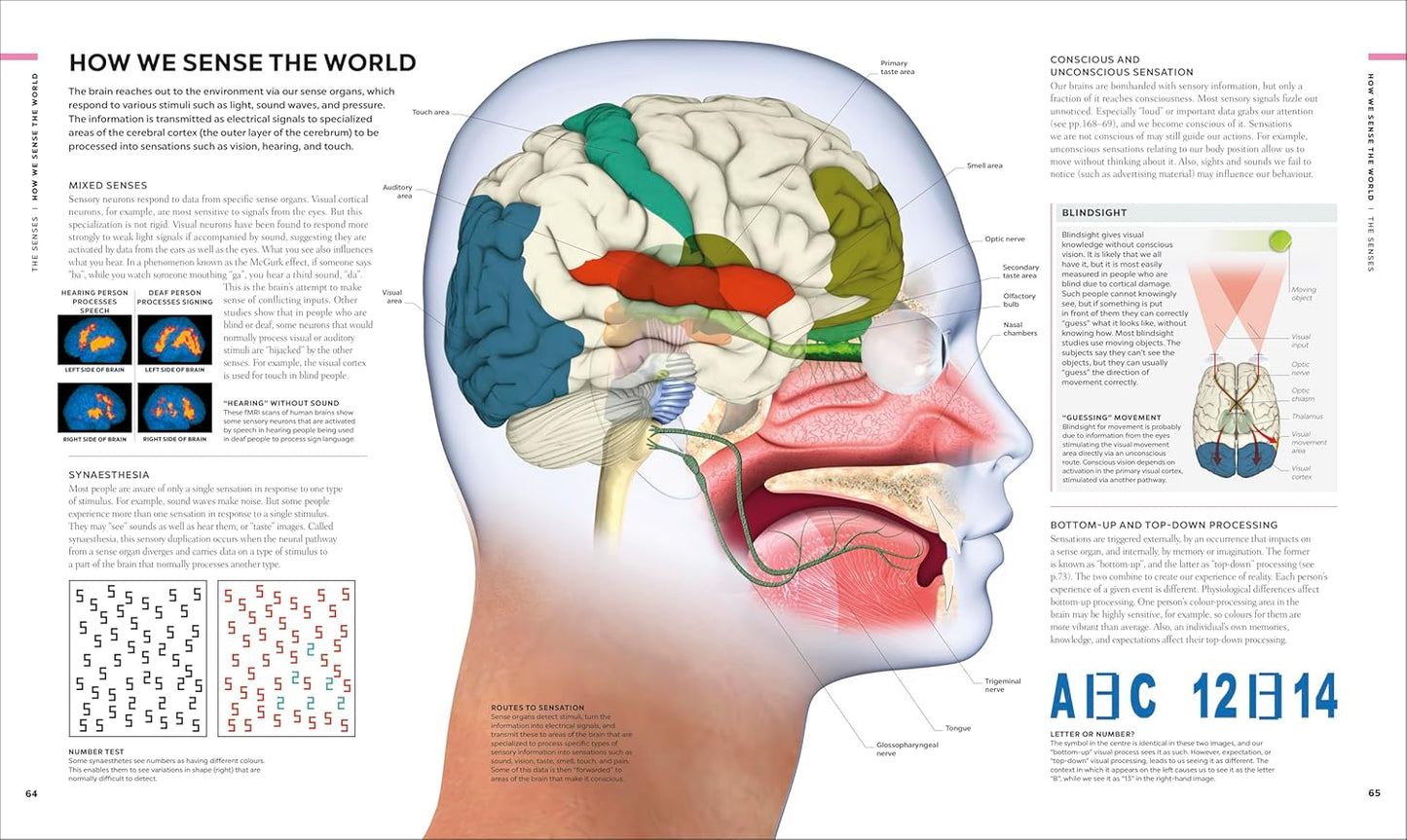 The Brain Book: A Visual Guide to Structure and Function - DK Human Body Guides (Hardback)