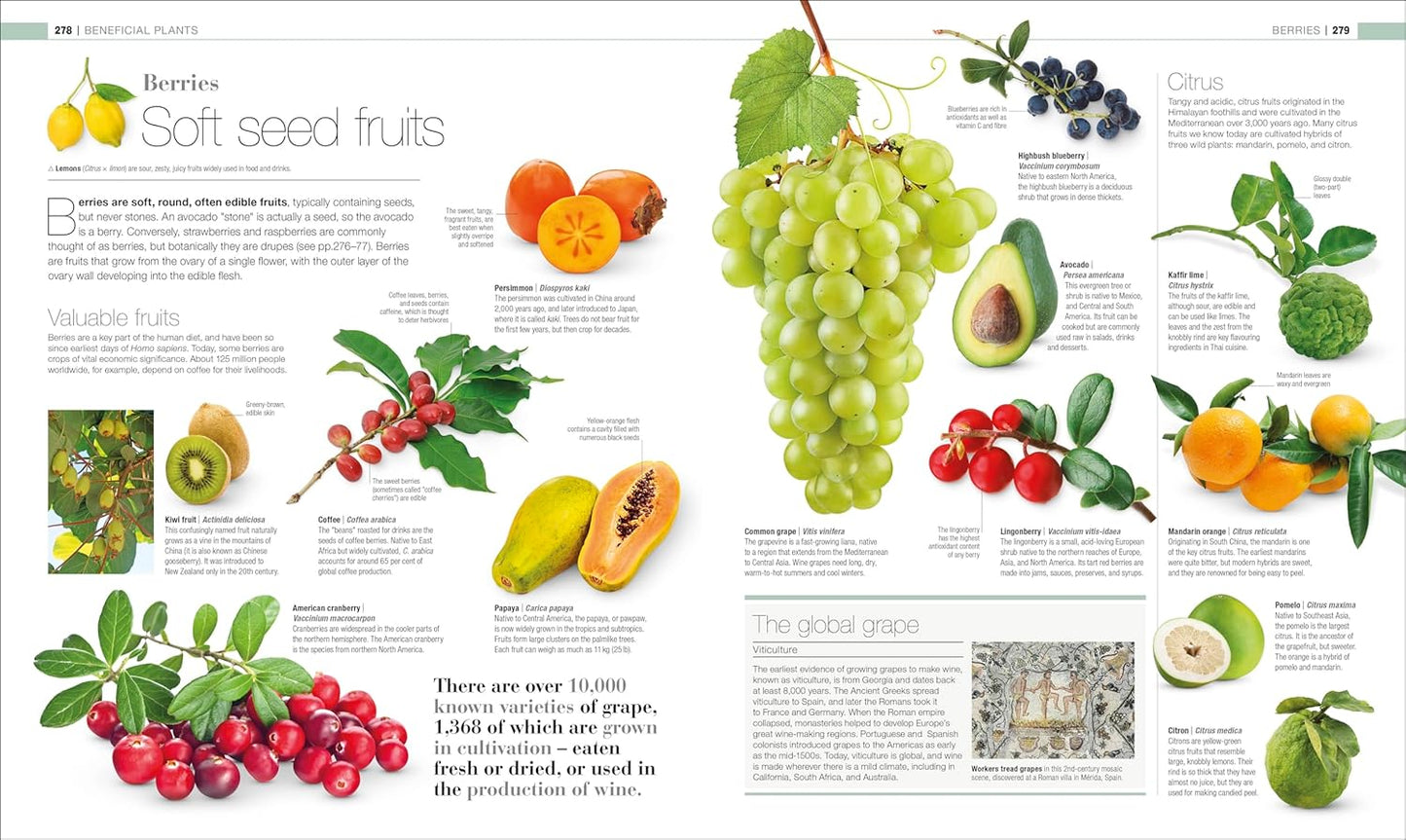 Plants and Fungi: The Definitive Visual Guide - DK Definitive Visual Encyclopedias (Hardback)