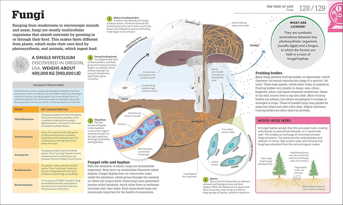 How Biology Works: The Facts Visually Explained - DK How Stuff Works (Hardback)