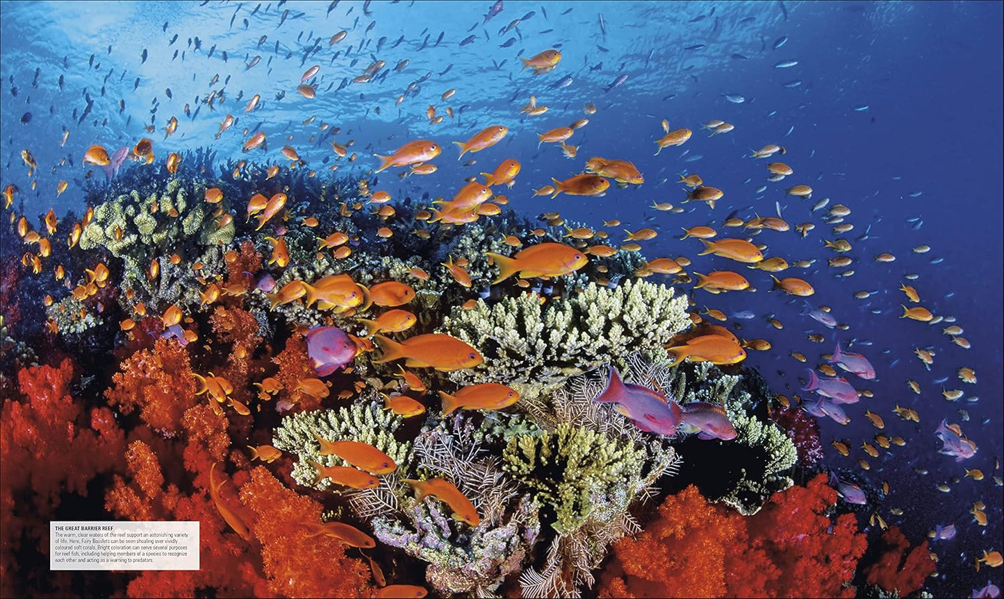Ocean: The Definitive Visual Guide - DK Definitive Visual Encyclopedias (Hardback)