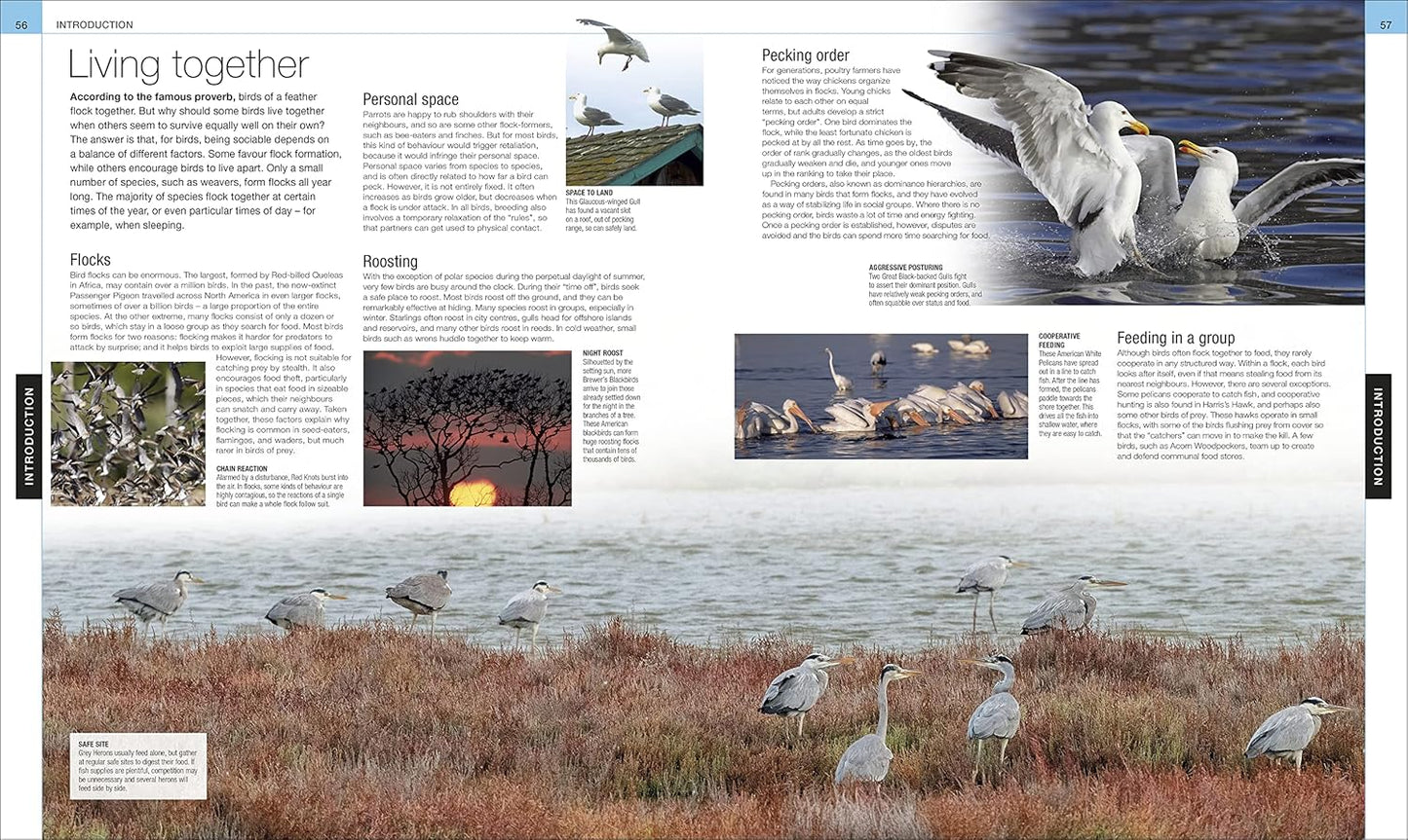 Bird: The Definitive Visual Guide - DK Definitive Visual Encyclopedias (Hardback)