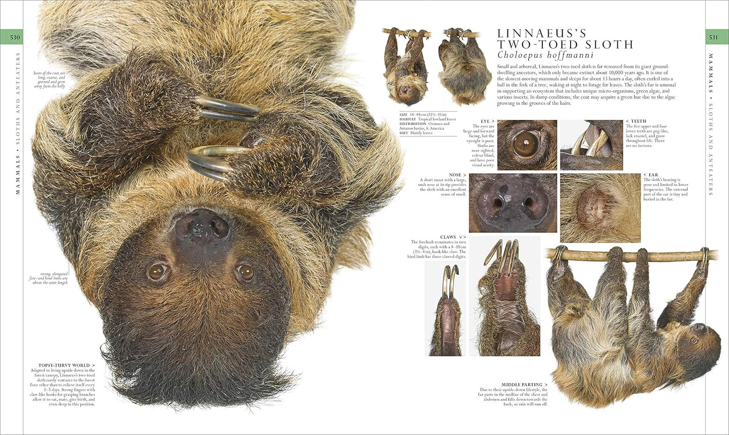 The Natural History Book: The Ultimate Visual Guide to Everything on Earth - DK Definitive Visual Encyclopedias (Hardback)
