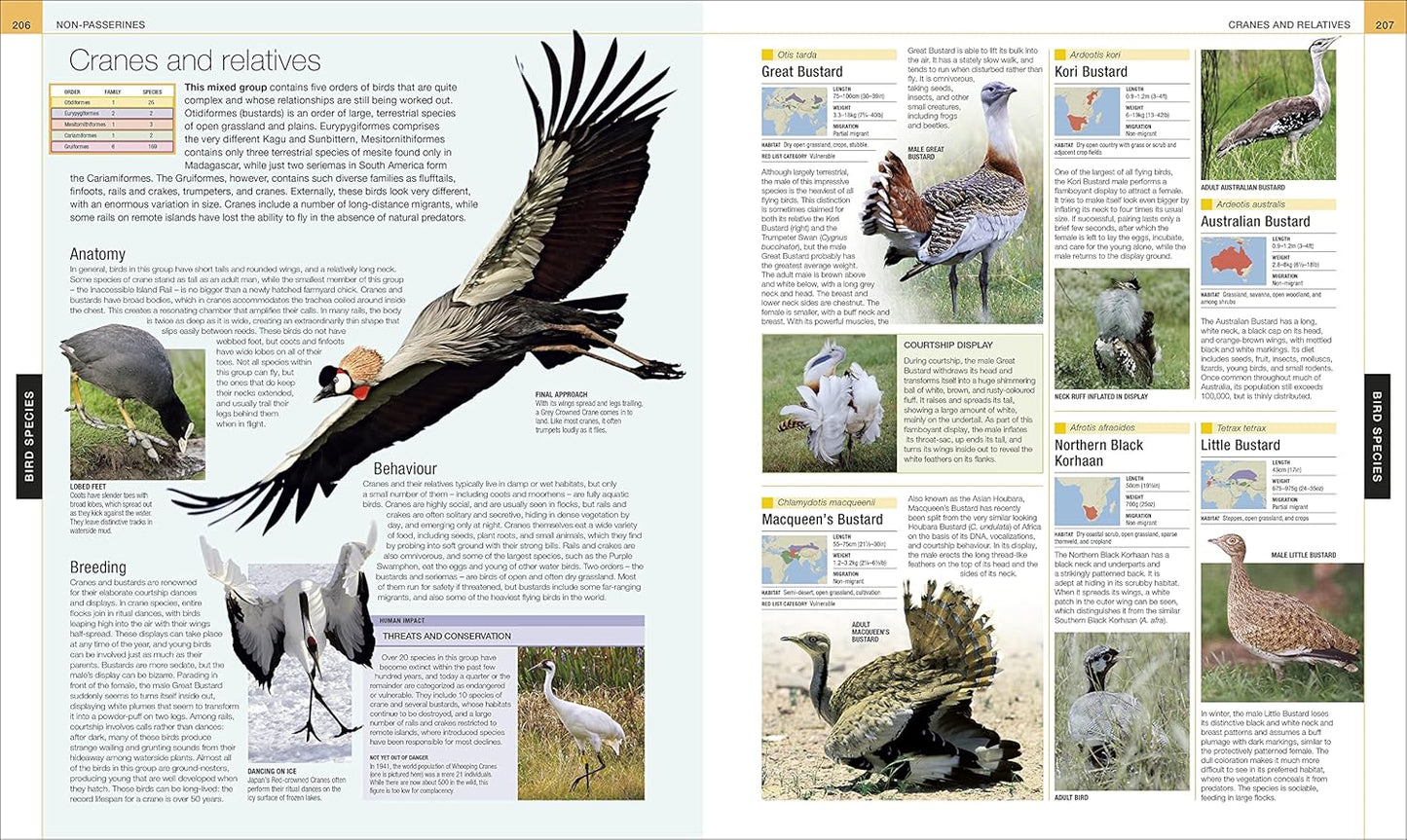 Bird: The Definitive Visual Guide - DK Definitive Visual Encyclopedias (Hardback)