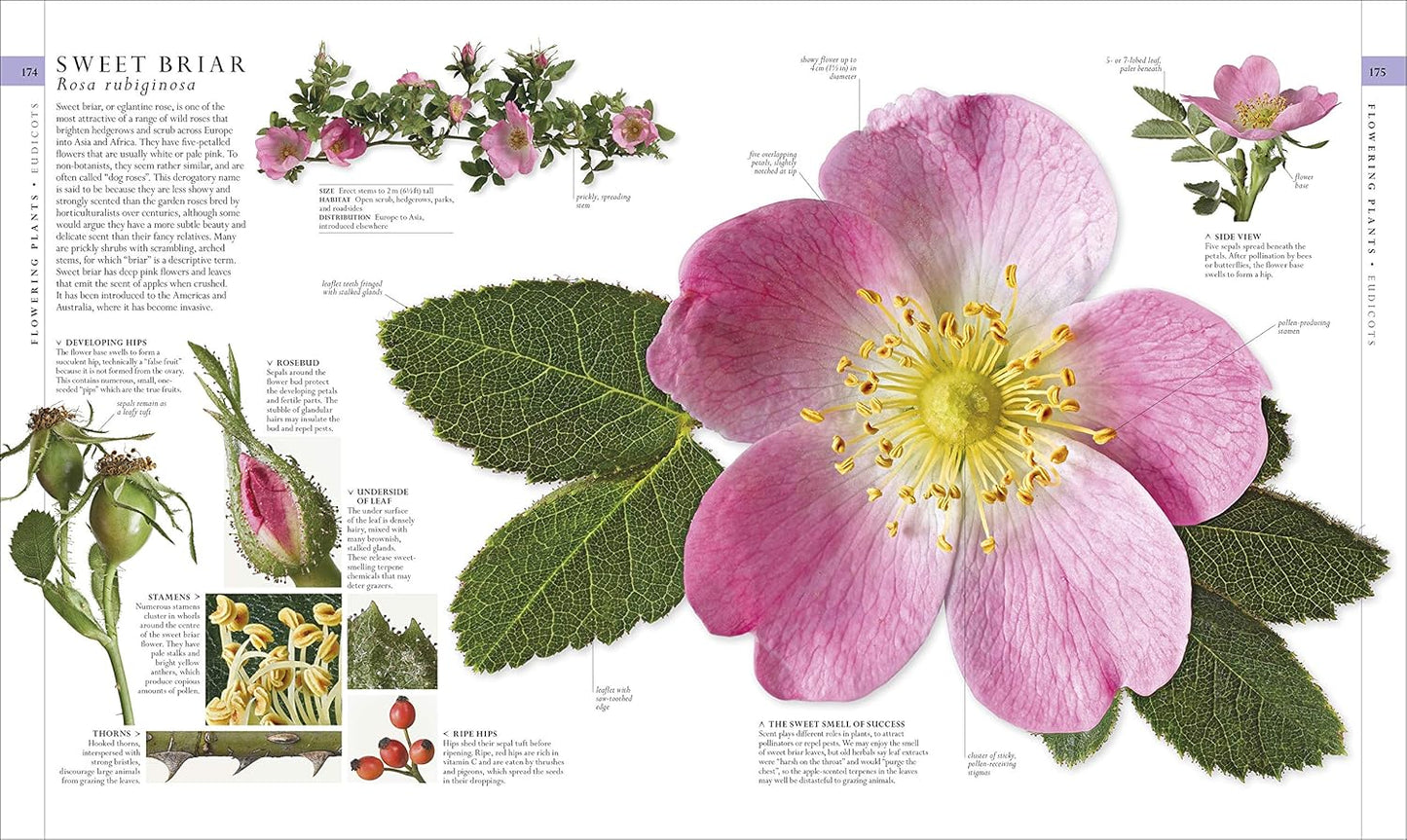 The Natural History Book: The Ultimate Visual Guide to Everything on Earth - DK Definitive Visual Encyclopedias (Hardback)