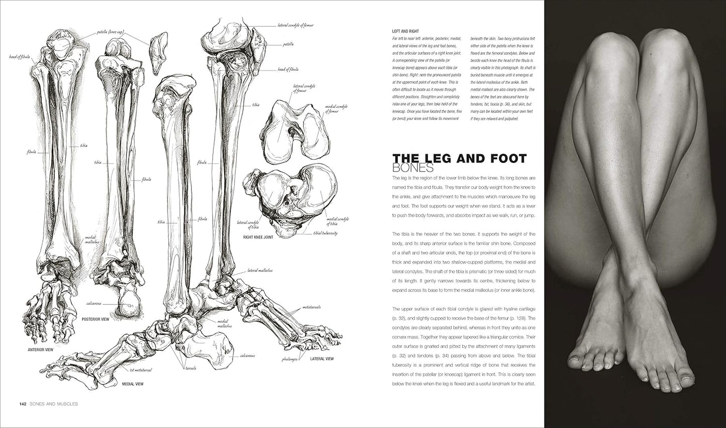 Anatomy for the Artist - DK Practical Art Guides (Hardback)