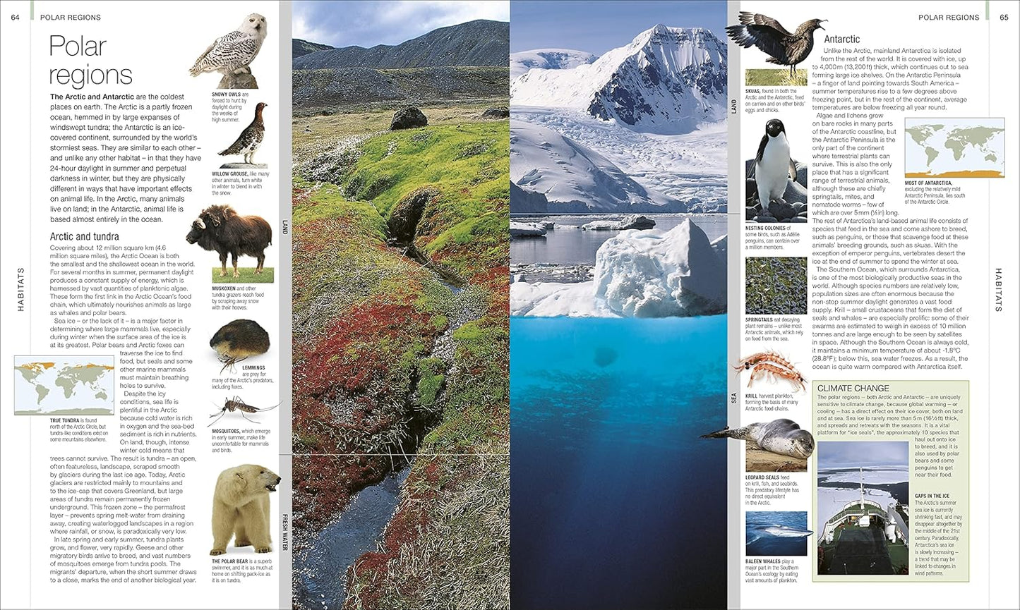 Animal: The Definitive Visual Guide - DK Definitive Visual Encyclopedias (Hardback)