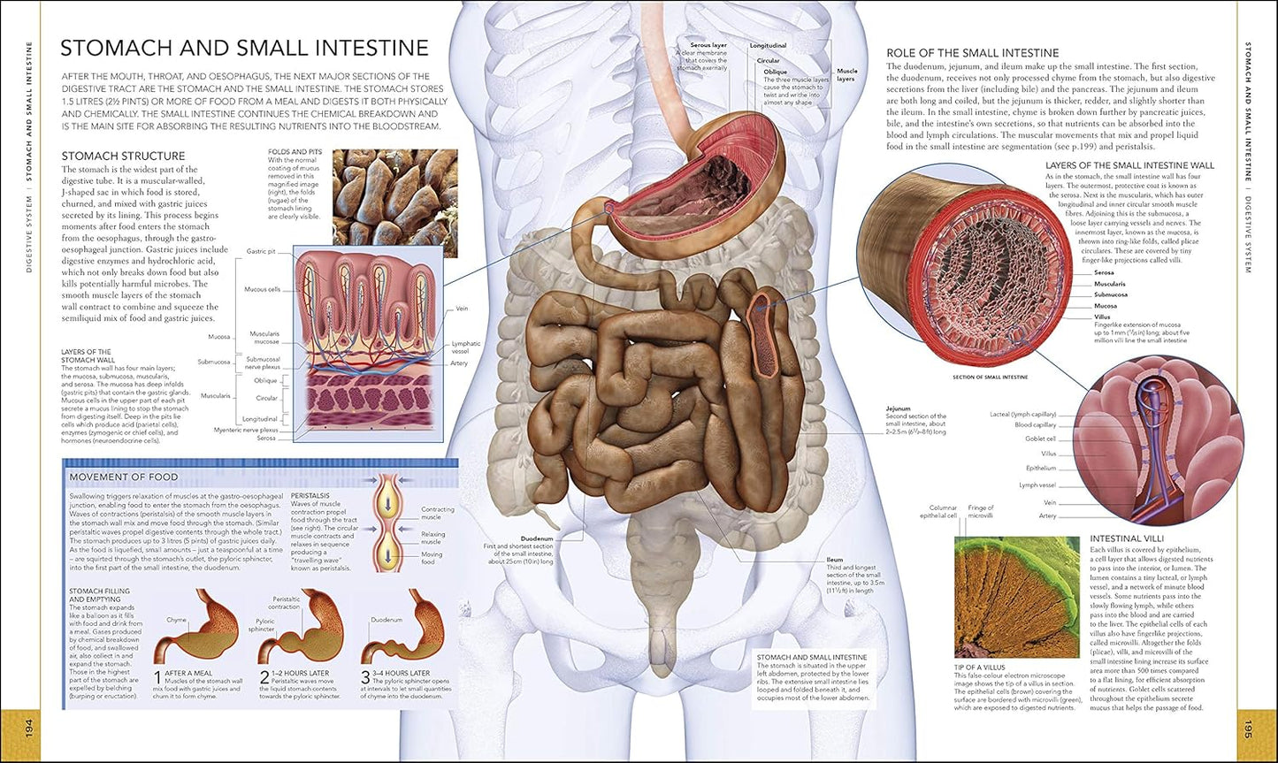 The Human Body Book - DK Human Body Guides (Hardback)