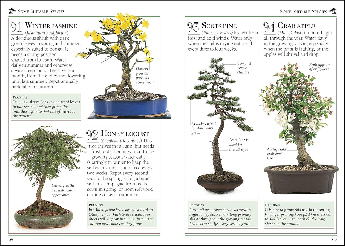 101 Essential Tips Bonsai: Breaks Down the Subject into 101 Easy-to-Grasp Tips - 101 Essential Tips (Paperback)