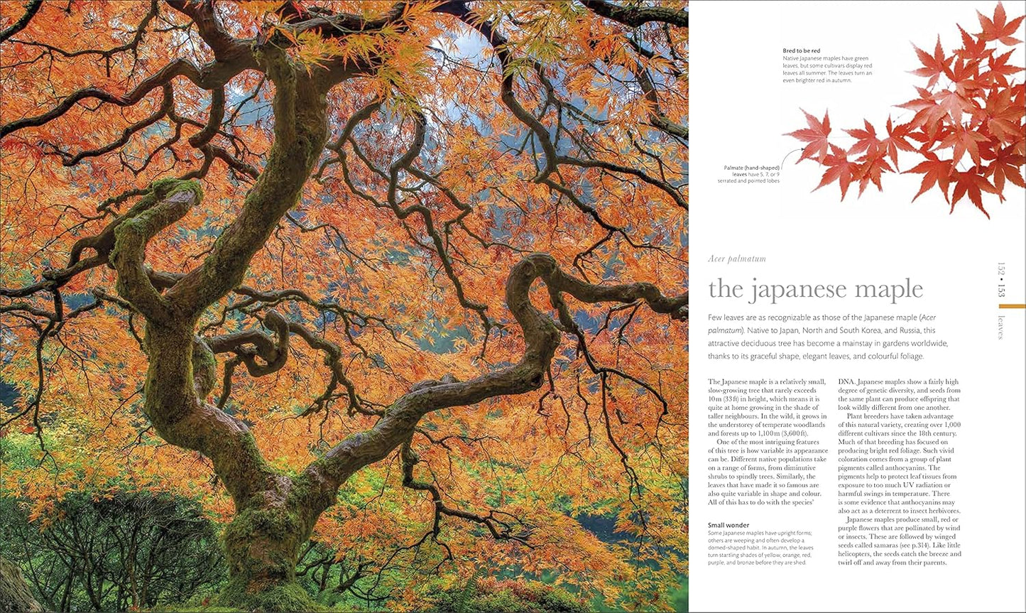 The Science of Plants: Inside their Secret World - DK Secret World Encyclopedias (Hardback)