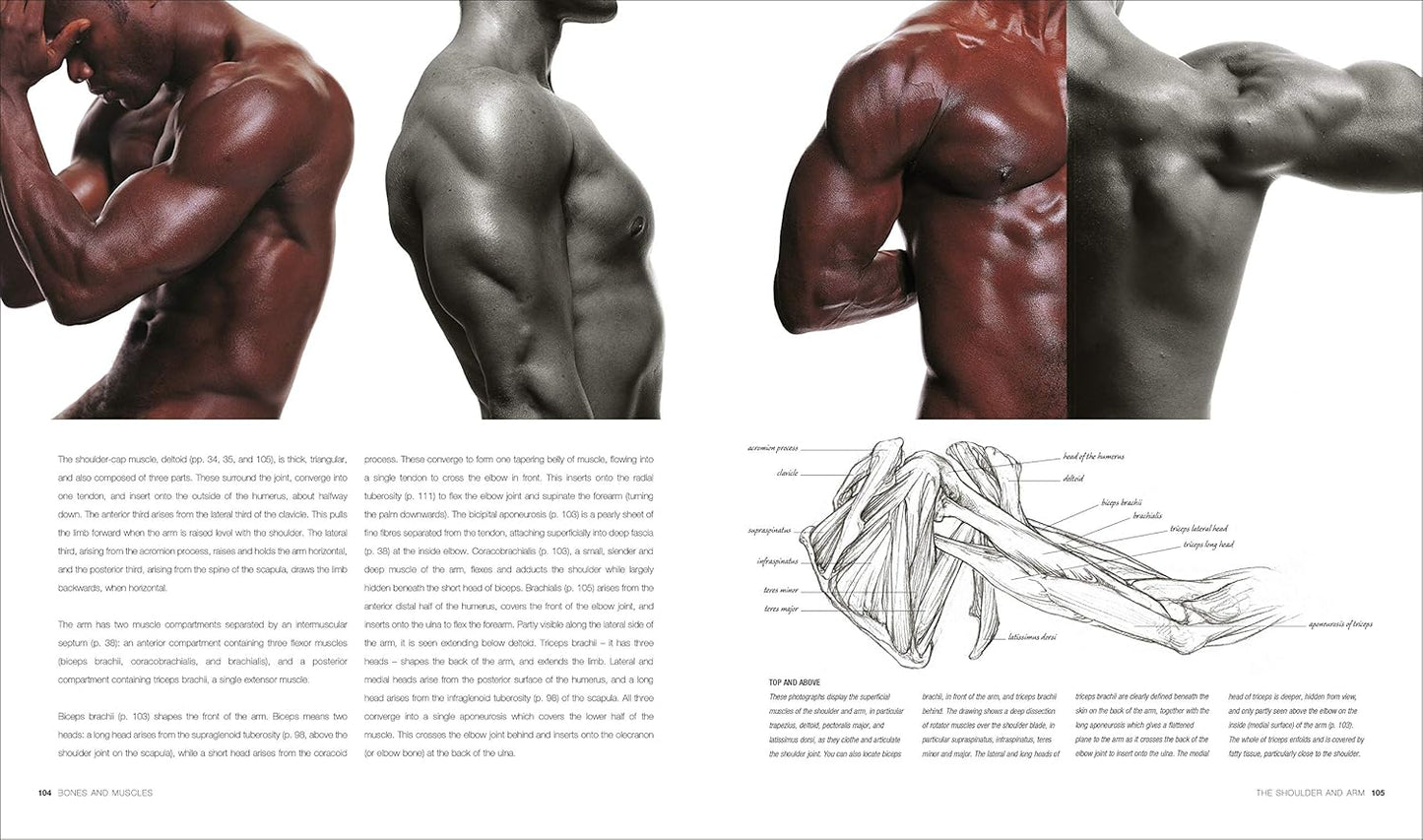 Anatomy for the Artist - DK Practical Art Guides (Hardback)