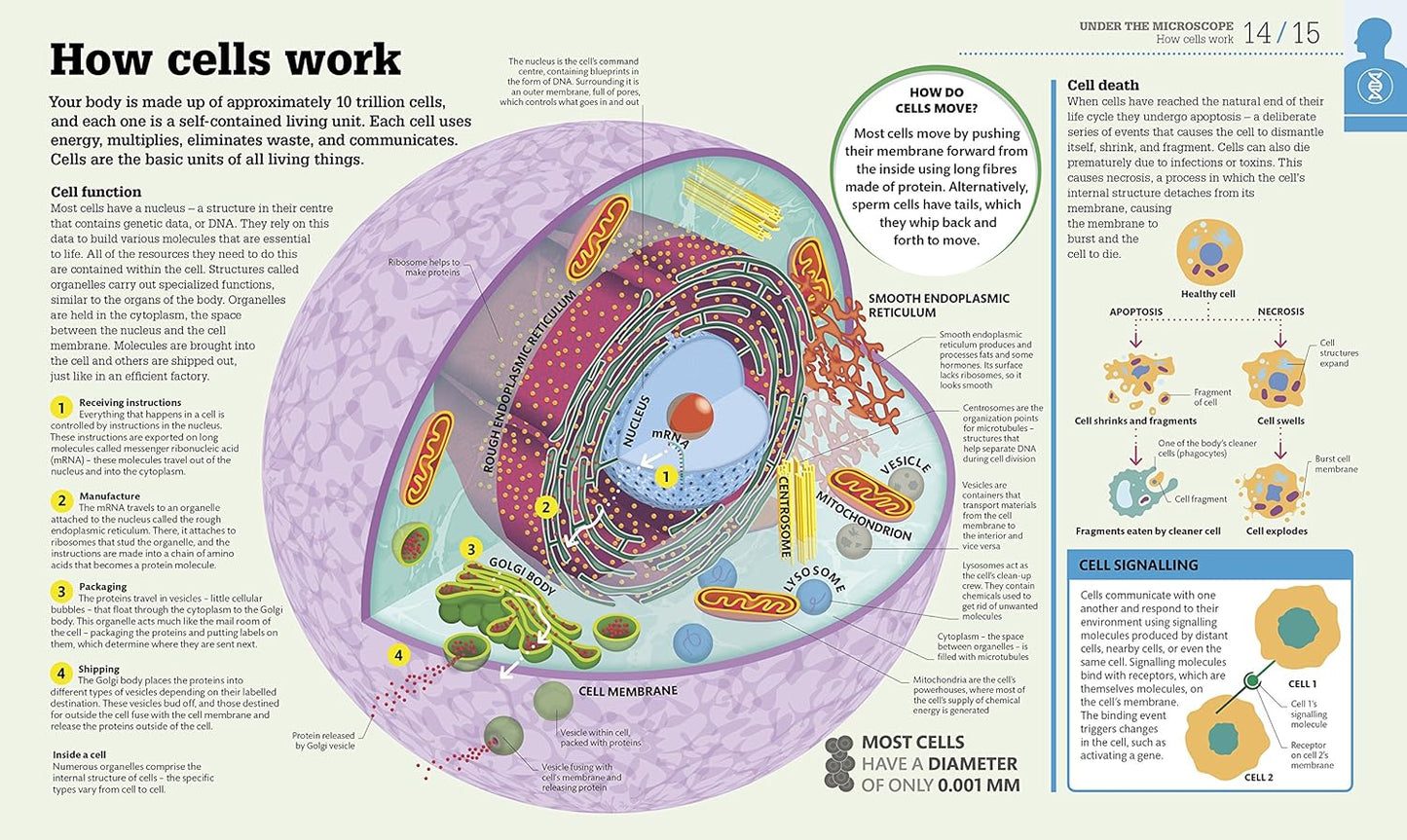 How the Body Works: The Facts Simply Explained - DK How Stuff Works (Hardback)