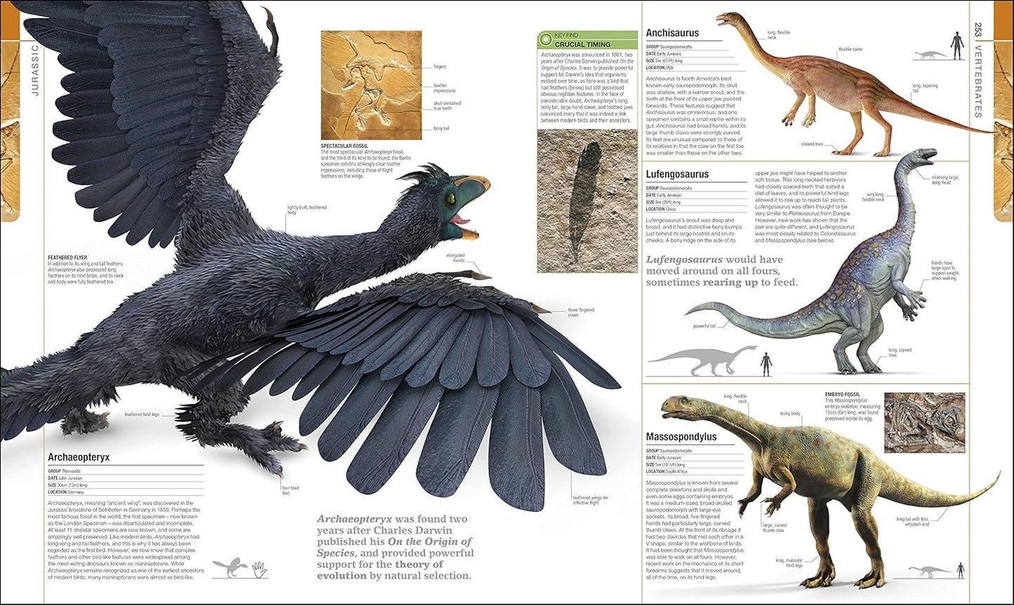 Dinosaurs and Prehistoric Life: The Definitive Visual Guide to Prehistoric Animals - DK Definitive Visual Encyclopedias (Hardback)