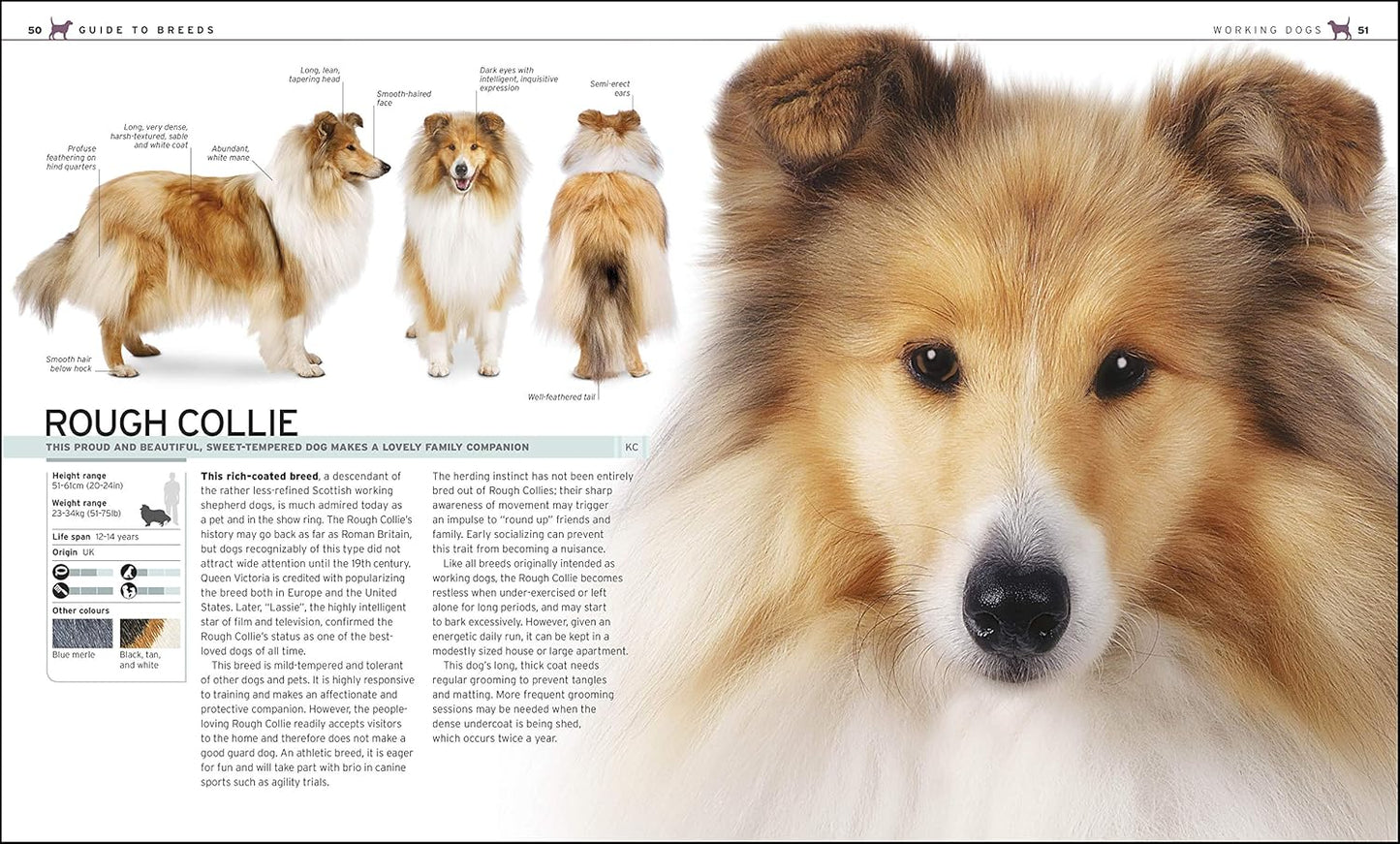 The Complete Dog Breed Book: Choose the Perfect Dog for You - DK Pet Breed Guides (Hardback)