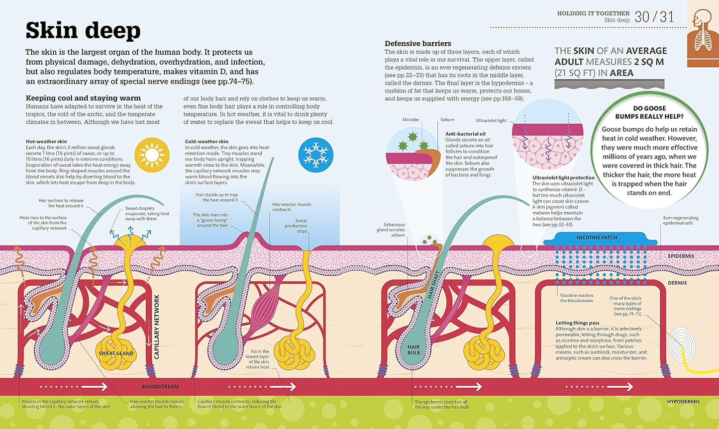 How the Body Works: The Facts Simply Explained - DK How Stuff Works (Hardback)