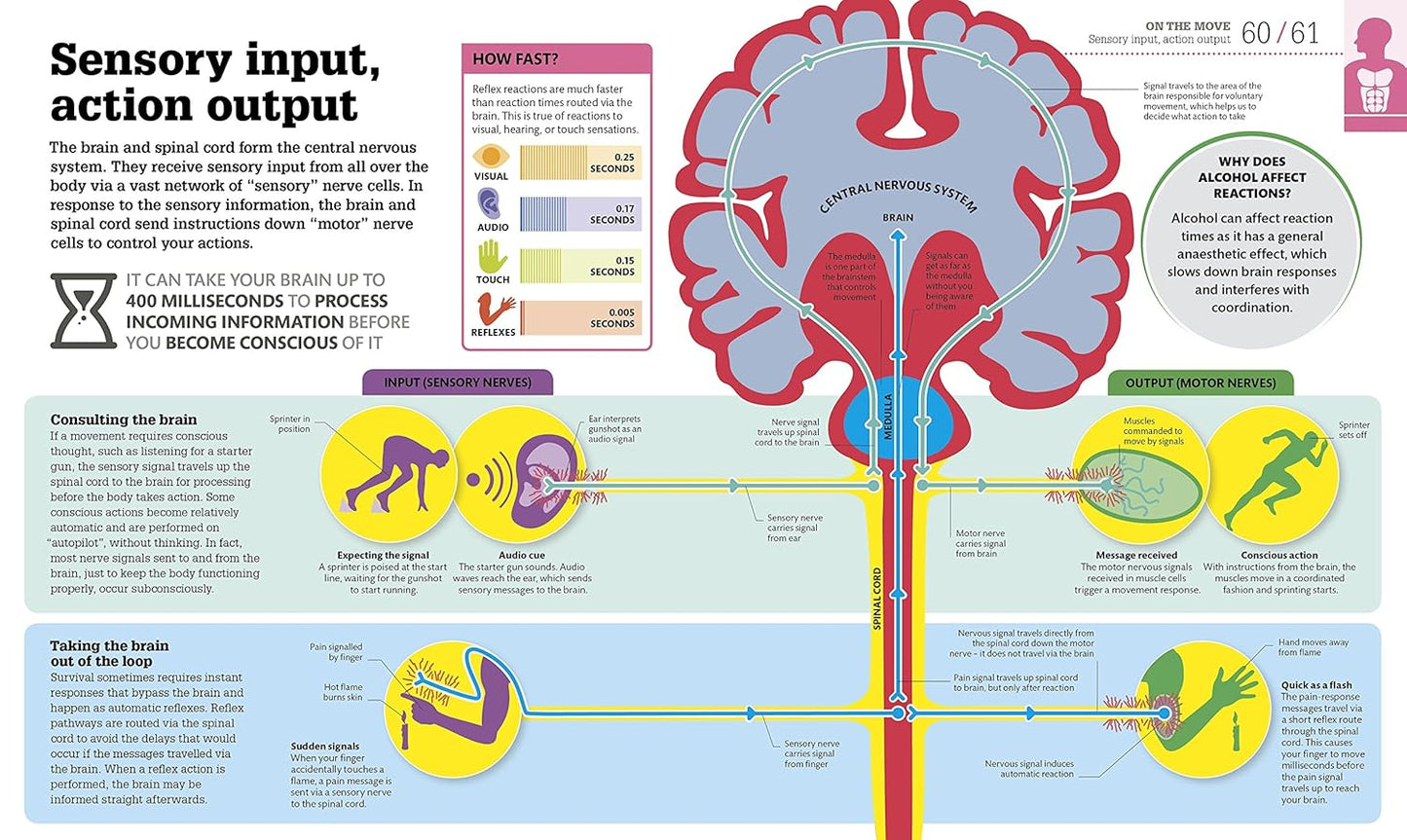 How the Body Works: The Facts Simply Explained - DK How Stuff Works (Hardback)